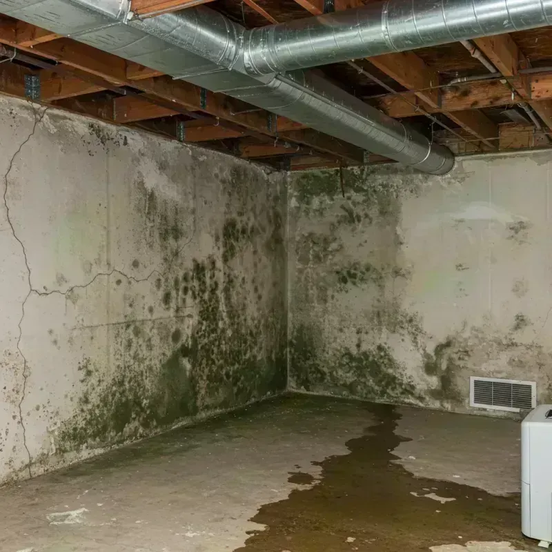 Professional Mold Removal in Richmond, IL